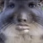 Harold