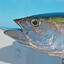 Tuna Fish Tim