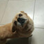 狗王来福