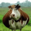 X cow