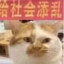 白芋