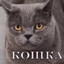 кошка