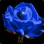 Bluerose