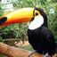 Bird Tukan