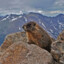 Marmot