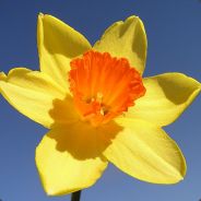 Slack-Jawed Daffodil's avatar