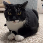 беспощадный пёк