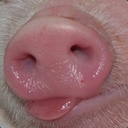 Pigbutt