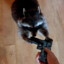 Raccoon With Pistol