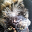 Meowbooms
