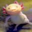 Axolotl Sashimi