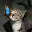 SillyIronCat4