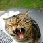 angry kitty