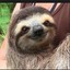 SlothSavior69IFUXsloths