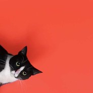 学医救不了法国人