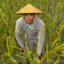 Taiwanese rice farmer