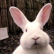 富富是个小胖墩