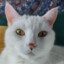 MONSIEUR MINOU
