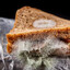 Spoiled Sandwich