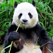 BİG FAT PANDA avatar