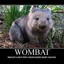 Combat Wombat