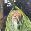 Master catwu