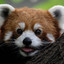 Pablo The other Red Panda