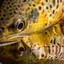 Brown_Trout