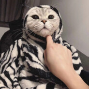 猪贝塔