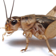 iGotCrickets's avatar