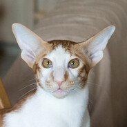 деревня skritopulovo