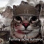 War cat