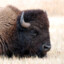 Fluffybison420