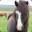 Emo Horse