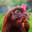 Huhn