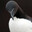 The Razorbill