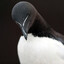 The Razorbill
