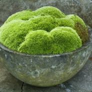 fuzzyrock