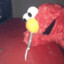 ELMO eN MuEcaS