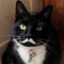 Meowseph Stalin