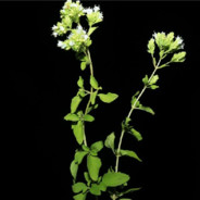 let me do it for you ❤