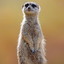 MeerkatKing