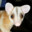 Opossum Caluromys Philander