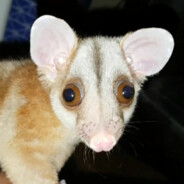 Opossum Caluromys Philander avatar