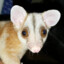 Opossum Caluromys Philander