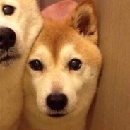 Adog