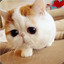 Lil Fiin