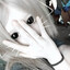 ax1le