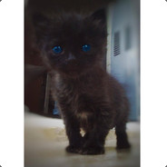 Dodomeister ʕノ•ᴥ•ʔノ