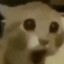 Æ